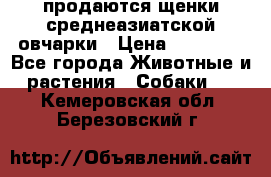 продаются щенки среднеазиатской овчарки › Цена ­ 30 000 - Все города Животные и растения » Собаки   . Кемеровская обл.,Березовский г.